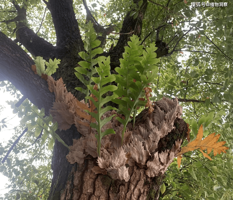 这植物根茎形似生姜