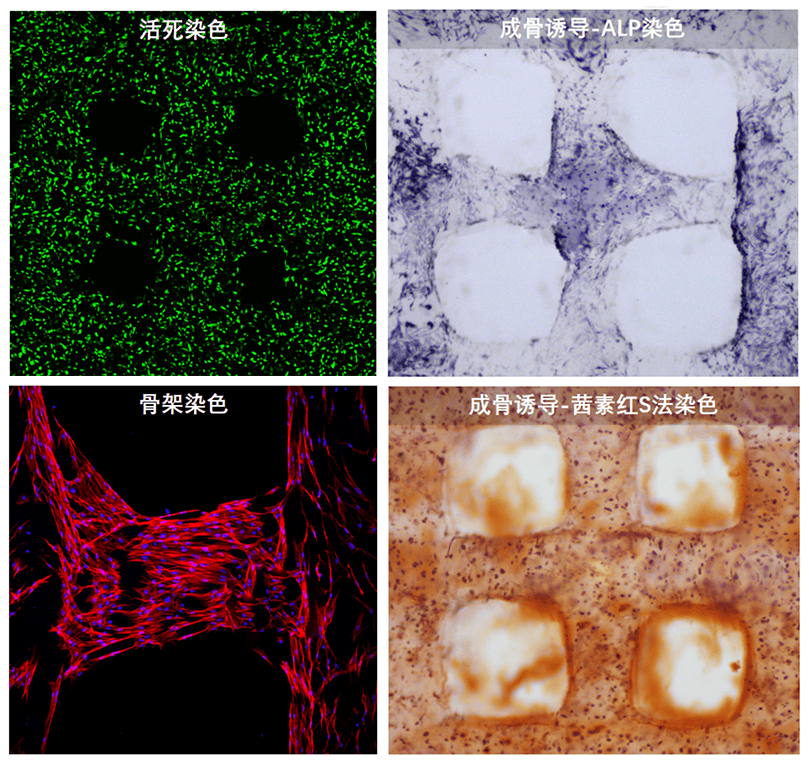 凝胶作用实验图片图片