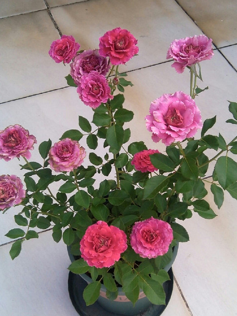 最像牡丹的月季花,花色漂亮,芳香四溢,一年四季开花,值得拥有