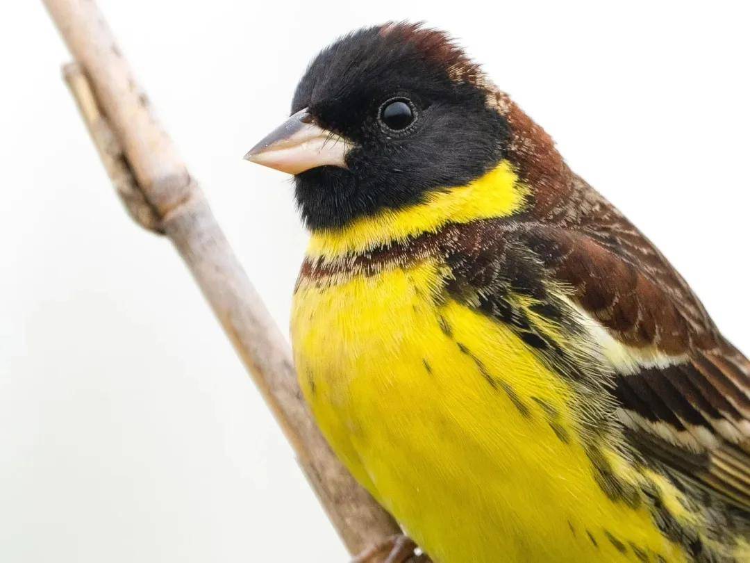 黄胸鹀 emberiza aureolaiucn世界极危物种 国