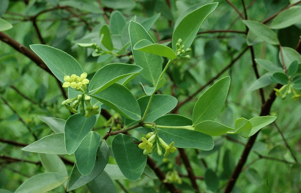 皇帝赐名"紫金鞭"的植物,果实看起来很可口,却不能直接吃