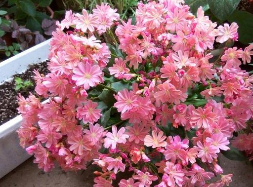 露薇花开爆了,第一次看到开成花球的露薇,太美了,赞赞赞!