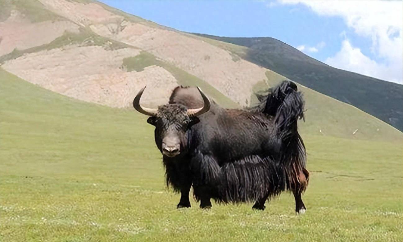 西藏野牦牛竟下山和家牦牛杂交!繁衍出来的牛犊,牧民能吃吗?