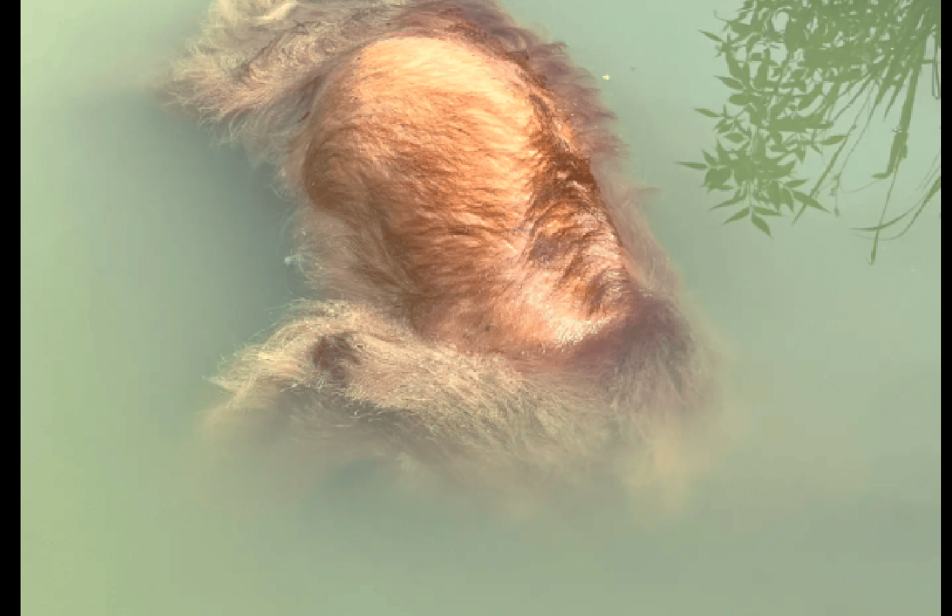 后来家人终于是找到它了,此时的狗狗是漂浮在一个池塘中,不知道被淹了