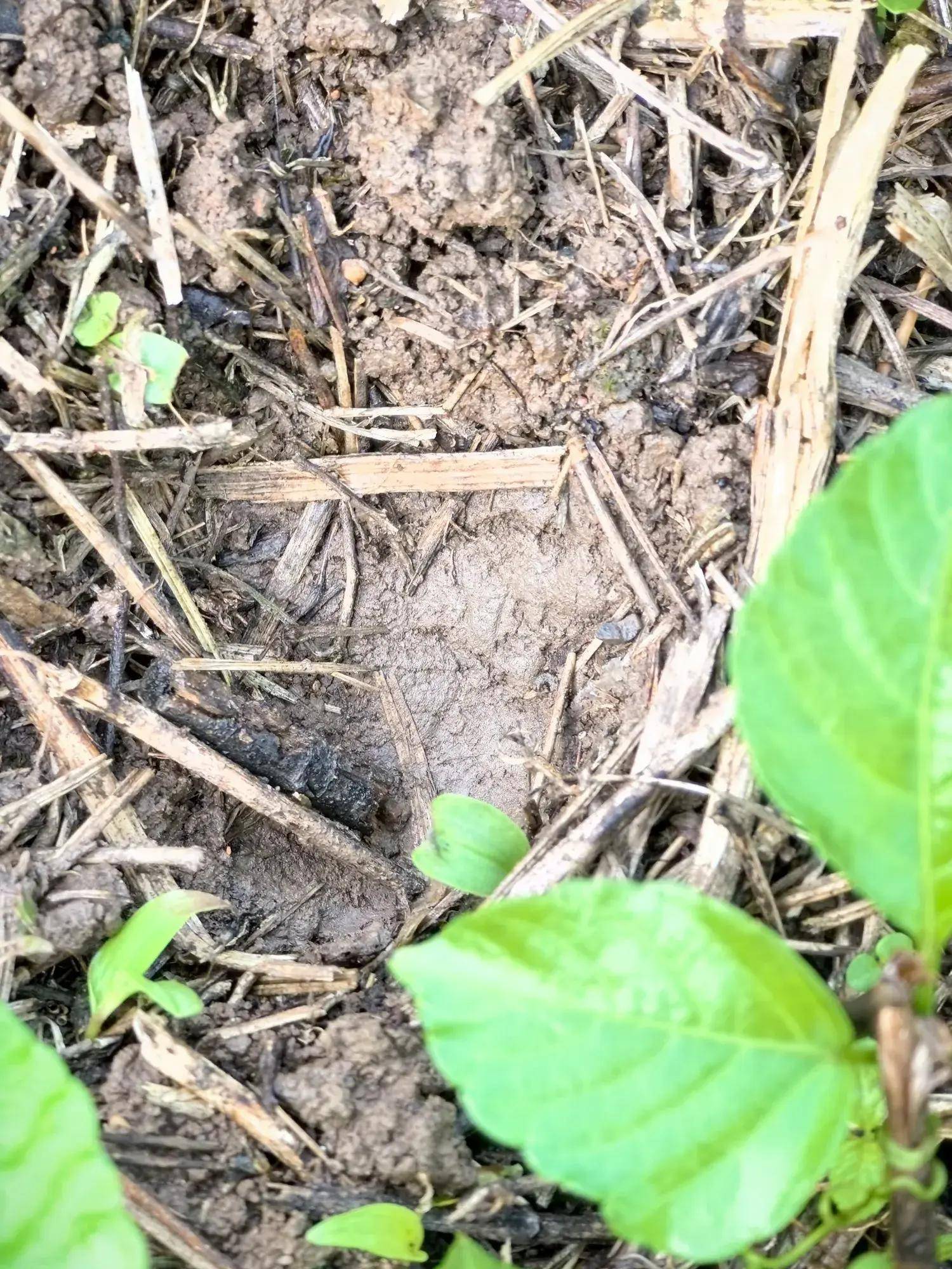 湖北宜昌一农家院被野猪夜袭还耕了一块地哭笑不得