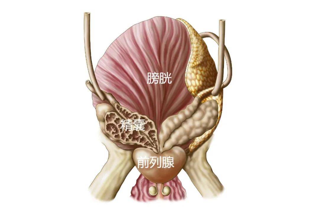 医生取前列腺液太疼了图片