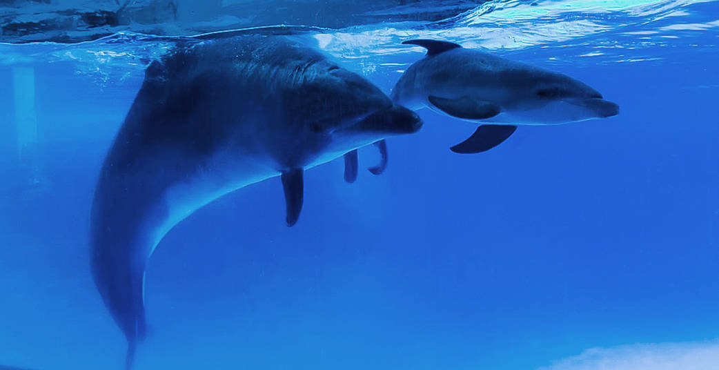 视频画面显示,6月22日8时10分,小海豚尾鳍露出,经过近5个小时的分娩