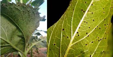 葵花常见病害的鉴别和预防!_向日葵_叶片_作物