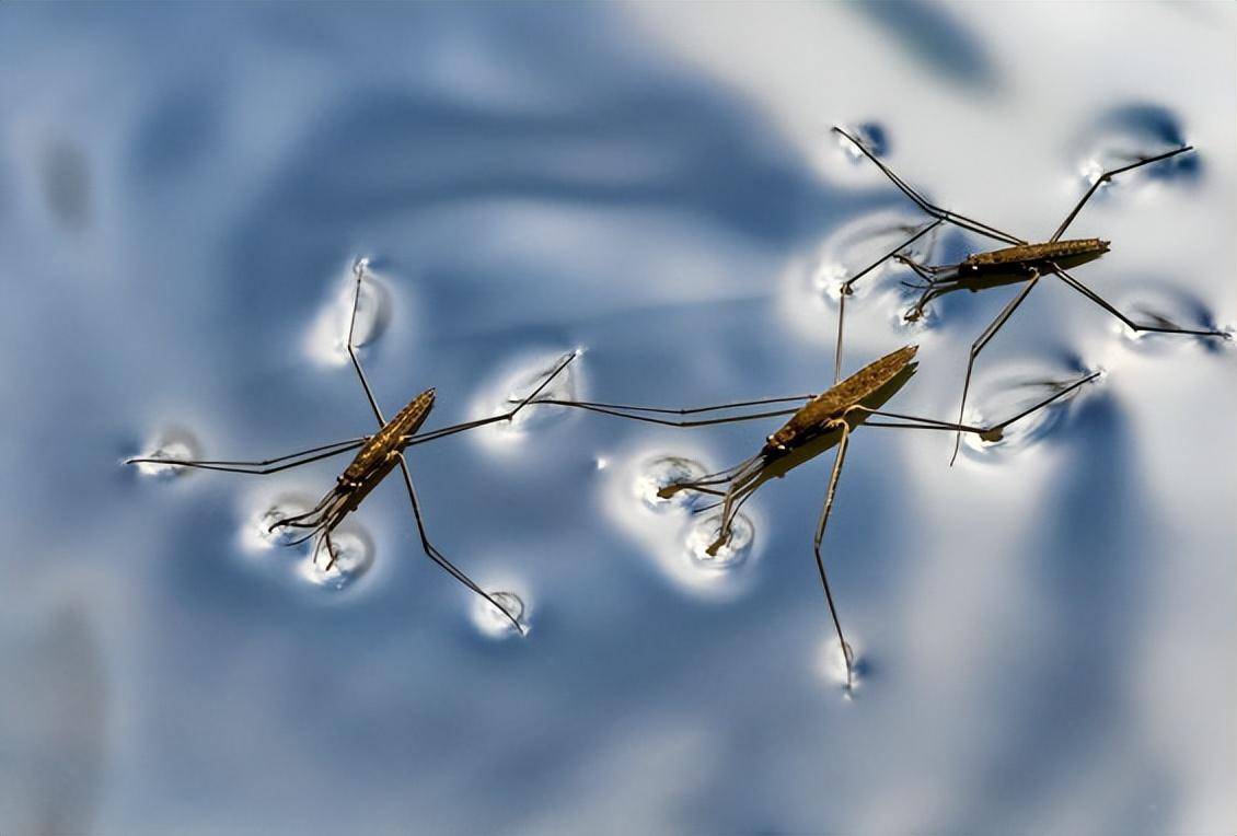 农村池塘里会"水上漂"的虫子,到底是什么?它是益虫还是害虫?