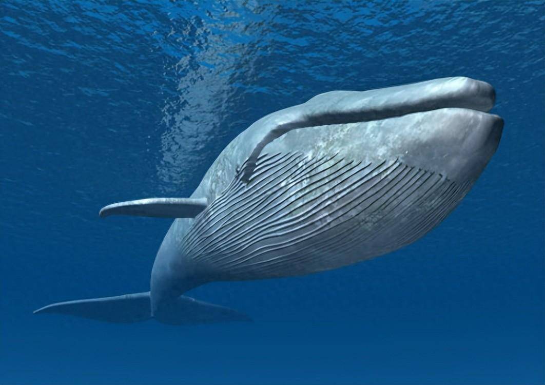 恐怖的造粪机器,蓝鲸一次能排2吨便便,会引发什么后果?