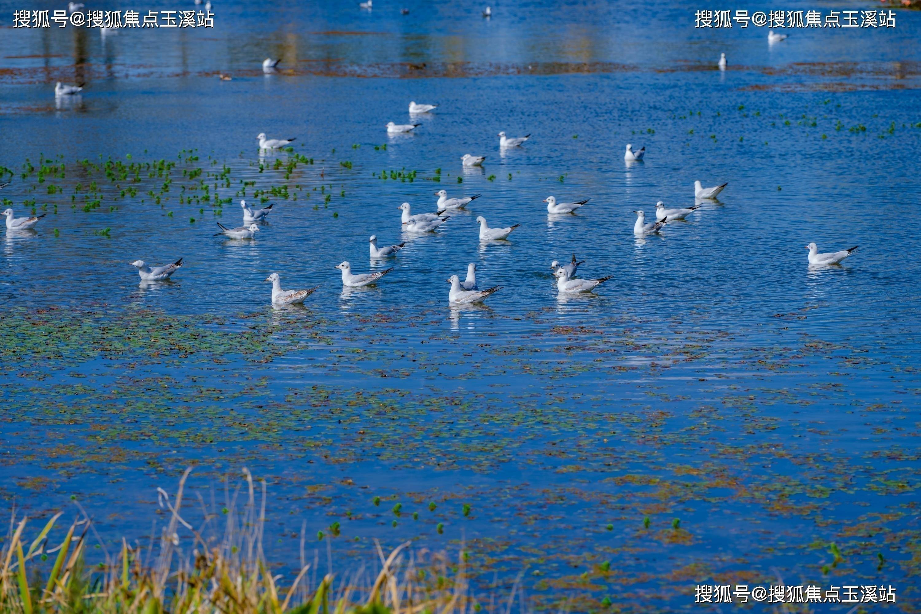 昆明滇池晴翠图片