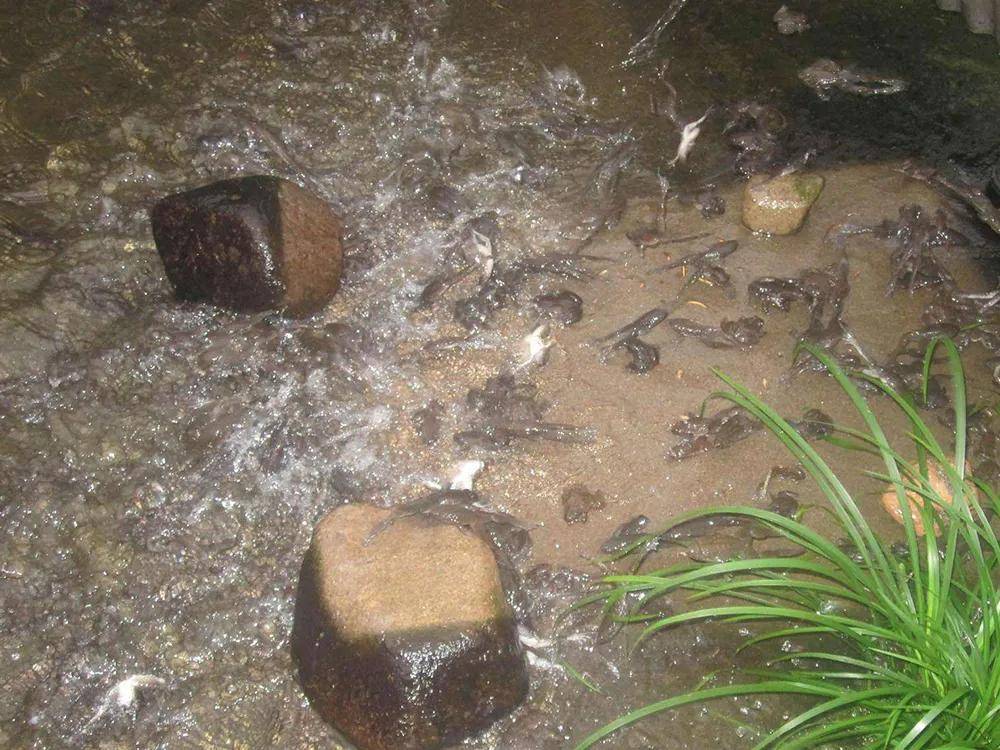 与其他蛙类如牛蛙相比,石蛙的利润相当可观,目前市场价已经涨到100元