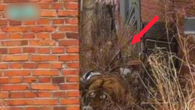 东北虎闯入黑龙江一村庄,车窗被一掌拍碎,四针麻醉剂才放倒