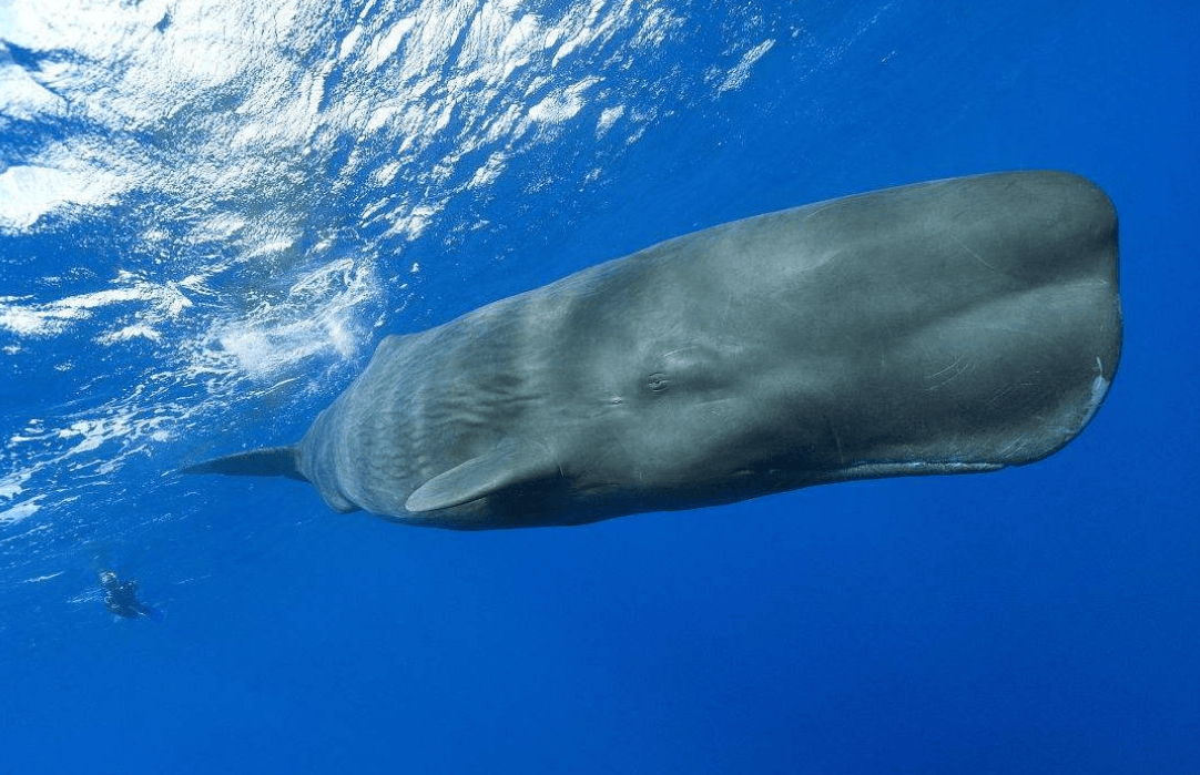 恐怖的造粪机器,蓝鲸一次就能排2吨粪,造成50米污染区