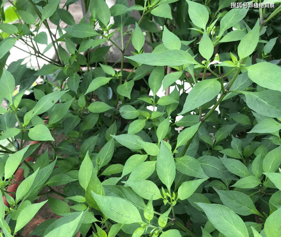 这叶子常当垃圾丢掉,俗称"辣椒叶",广州菜市场5元1把,农民朋友要了解!