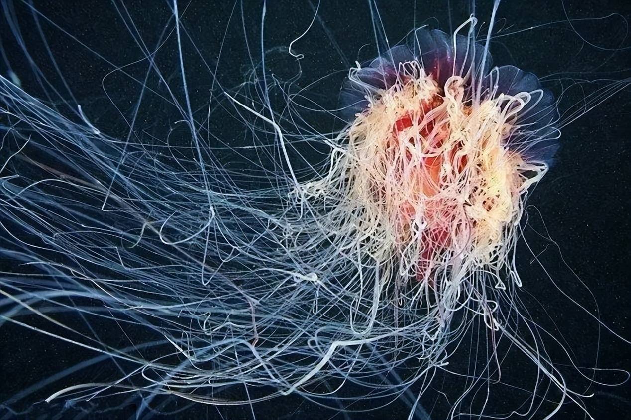 狮鬃水母:就存在于北冰洋海域,是世界上最老的物种.