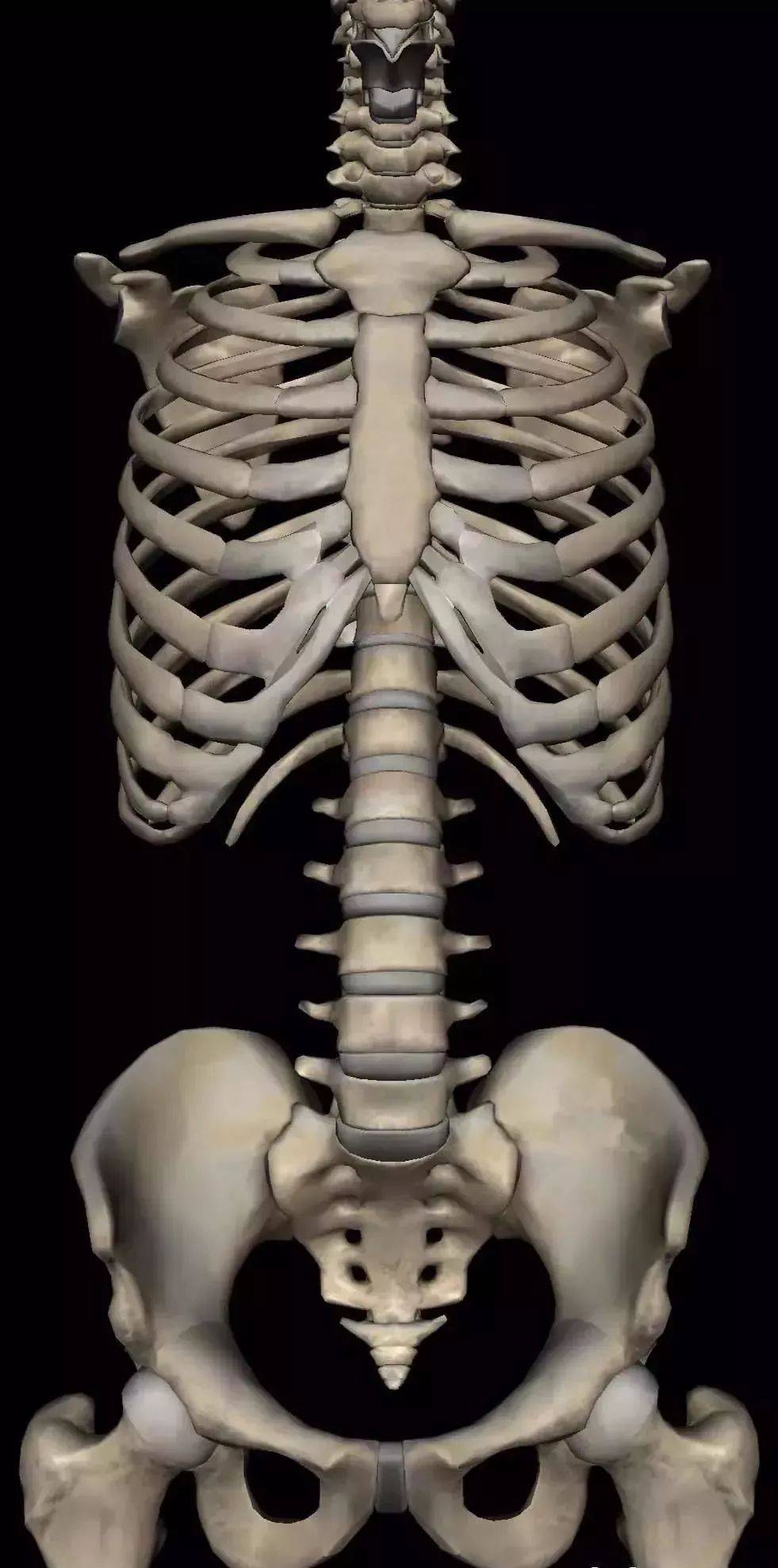 要评估脊柱侧弯,我们需要先了解正常的脊柱位置.