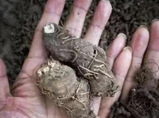 像我们刚才提到的"枝花头",其实就是它的别称,也有花友将它称之为重楼