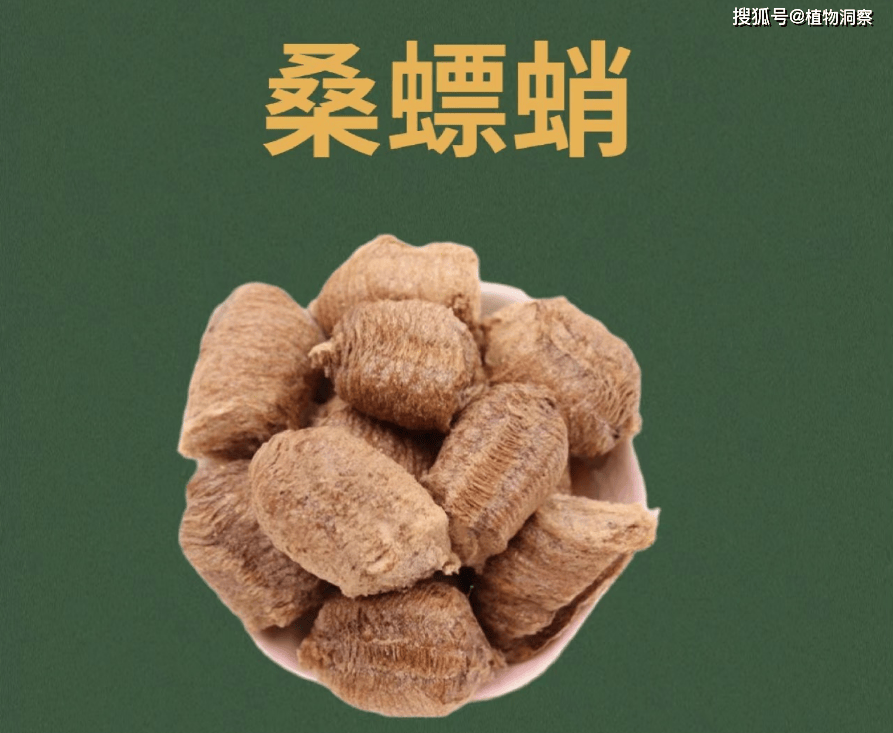 这壳叫桑螵蛸,小时候尿床就吃它,如今1000元1斤,若遇到就赚了!