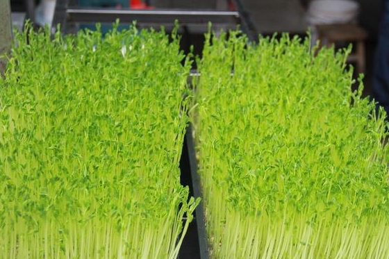 山中宜夏,夏日农家4样法宝,消食开胃降火气,吃一次就爱上_佛手瓜_豆苗