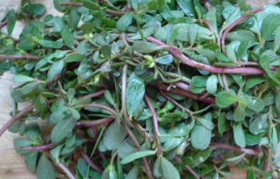 将"马齿苋"涂在皮肤上,可能会帮你解决这3个"问题"!