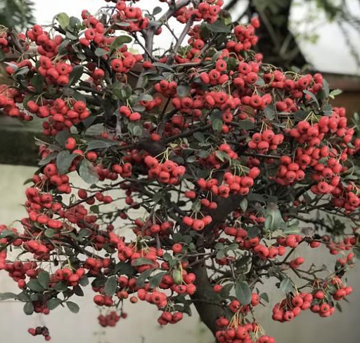 带刺的"1种果树",夏天养1盆,到秋天结出"红果子",太美!