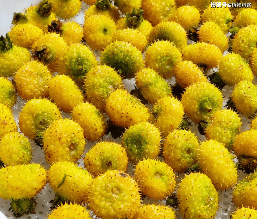 这植物浑身是刺,俗称"刺梨",果实可泡酒酿酒,若遇到就别错过!