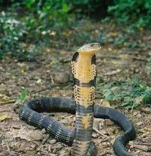 和眼镜蛇相比,哪个毒性更强?