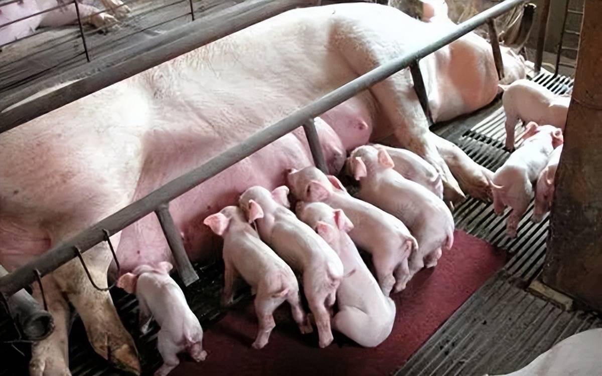 猪场运用自制发酵中药可以提高母猪生产性能,降低哺乳仔猪腹泻率