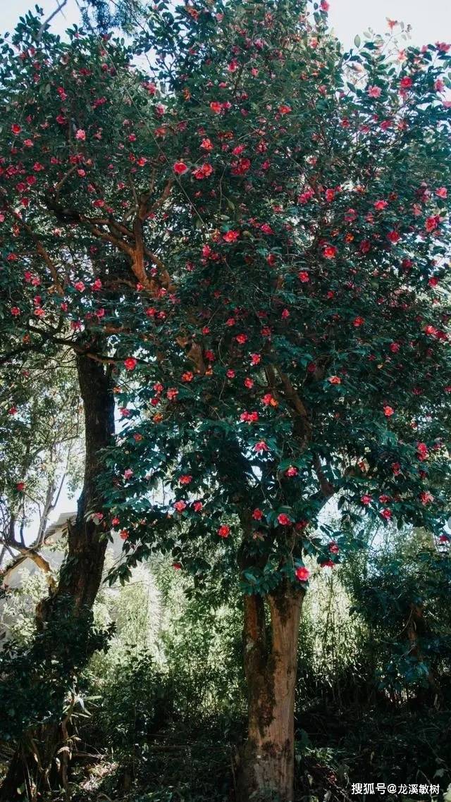 腾冲和睦村宋代种植的红花油茶树,花开似火,美轮美奂