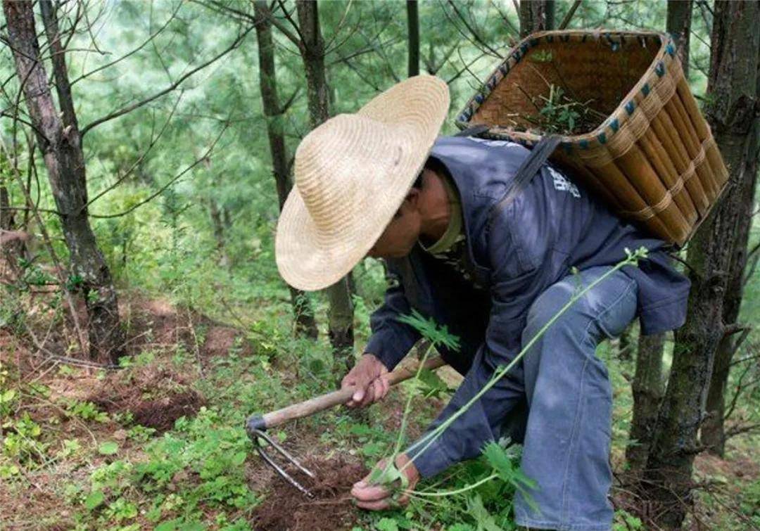 祁连山六旬老人投食羊救母狼,上山遭2只公狼攻击,母狼见状冲了上去