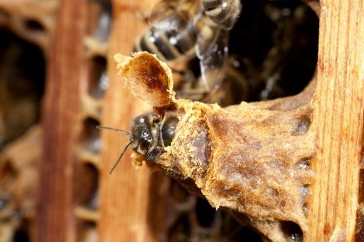 只有一群中蜂,人工分蜂可以不可以在王台成熟前进行?