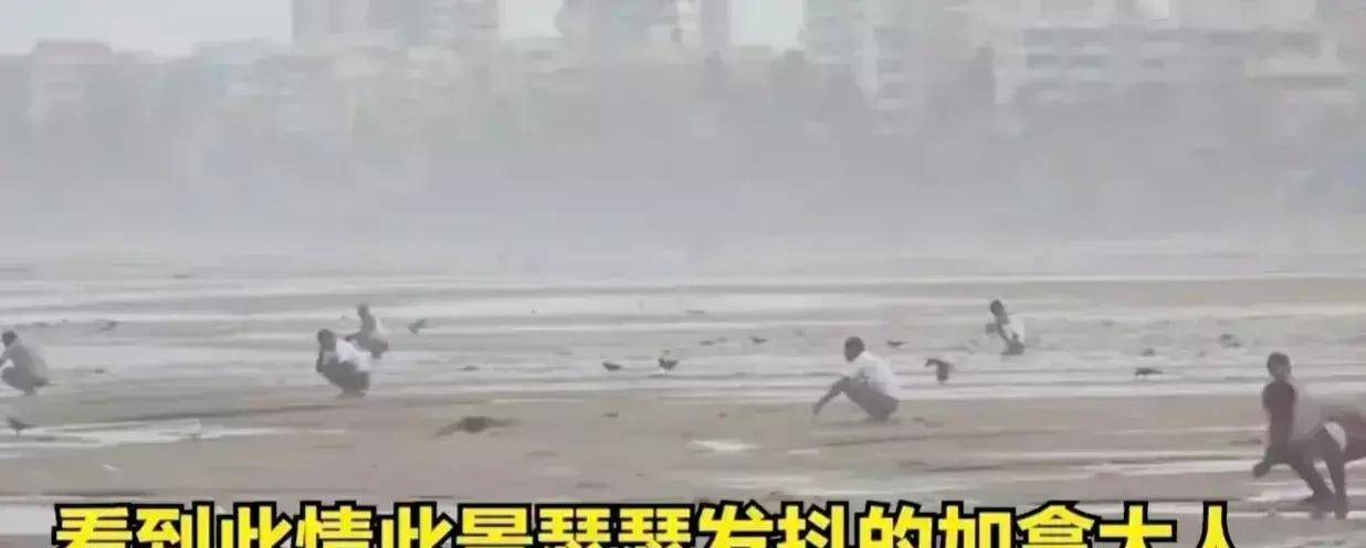 味太冲!大量印度人在加拿大海滩拉大便,人:这是我们的文化