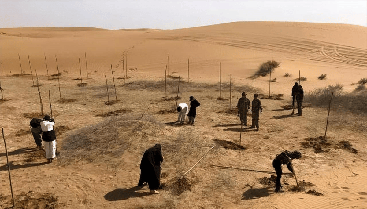 沙漠难道不应该植树造林?为何外国人警告说:沙漠植树弊大于利