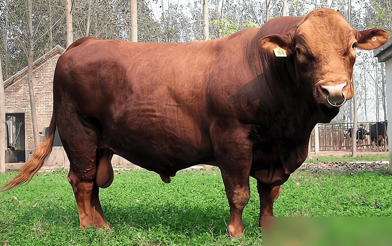 为什么牛吃草能长这么壮百科在线