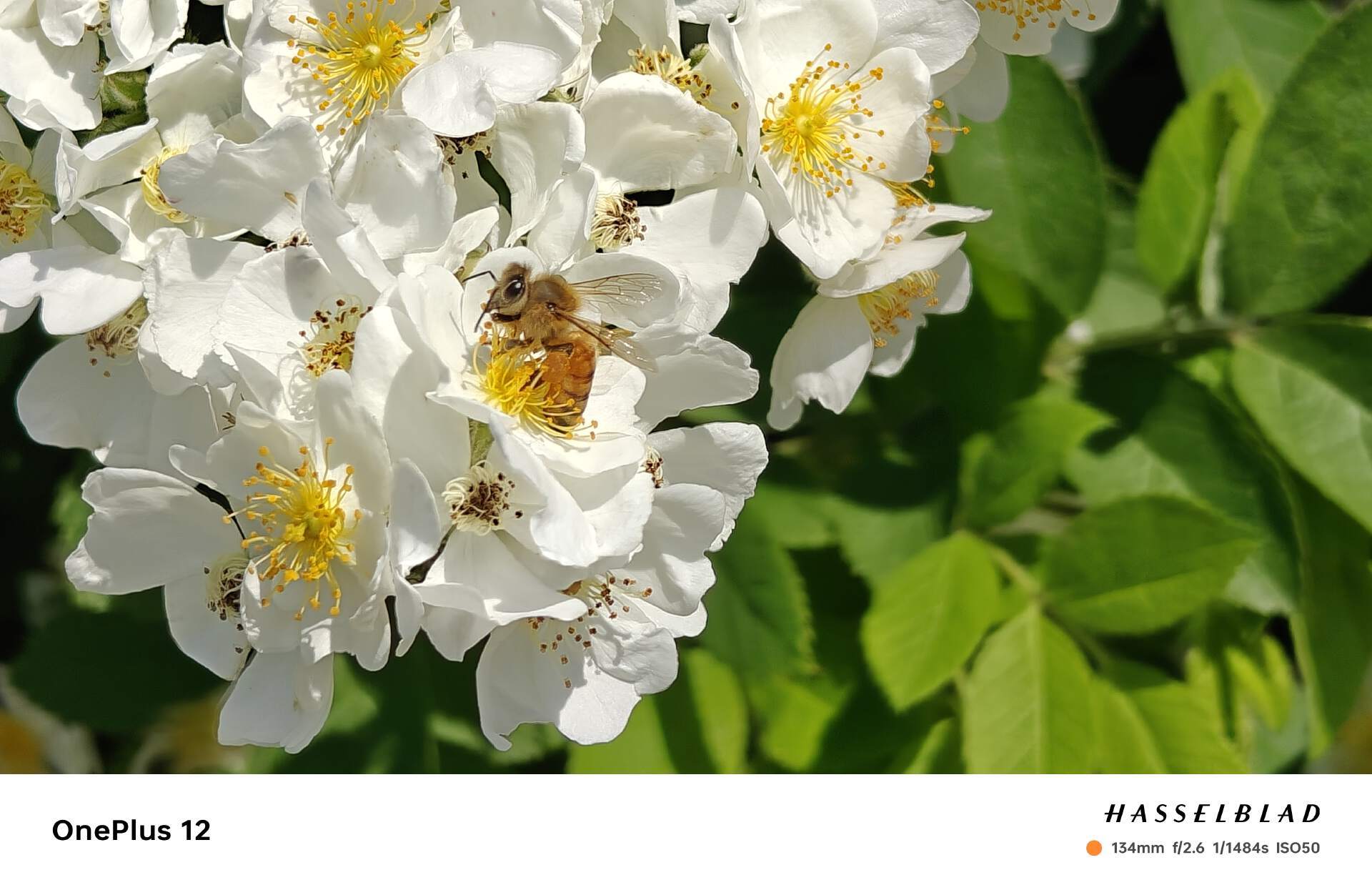 性能怪兽，影像拍摄能力大幅升级！一加12深度体验