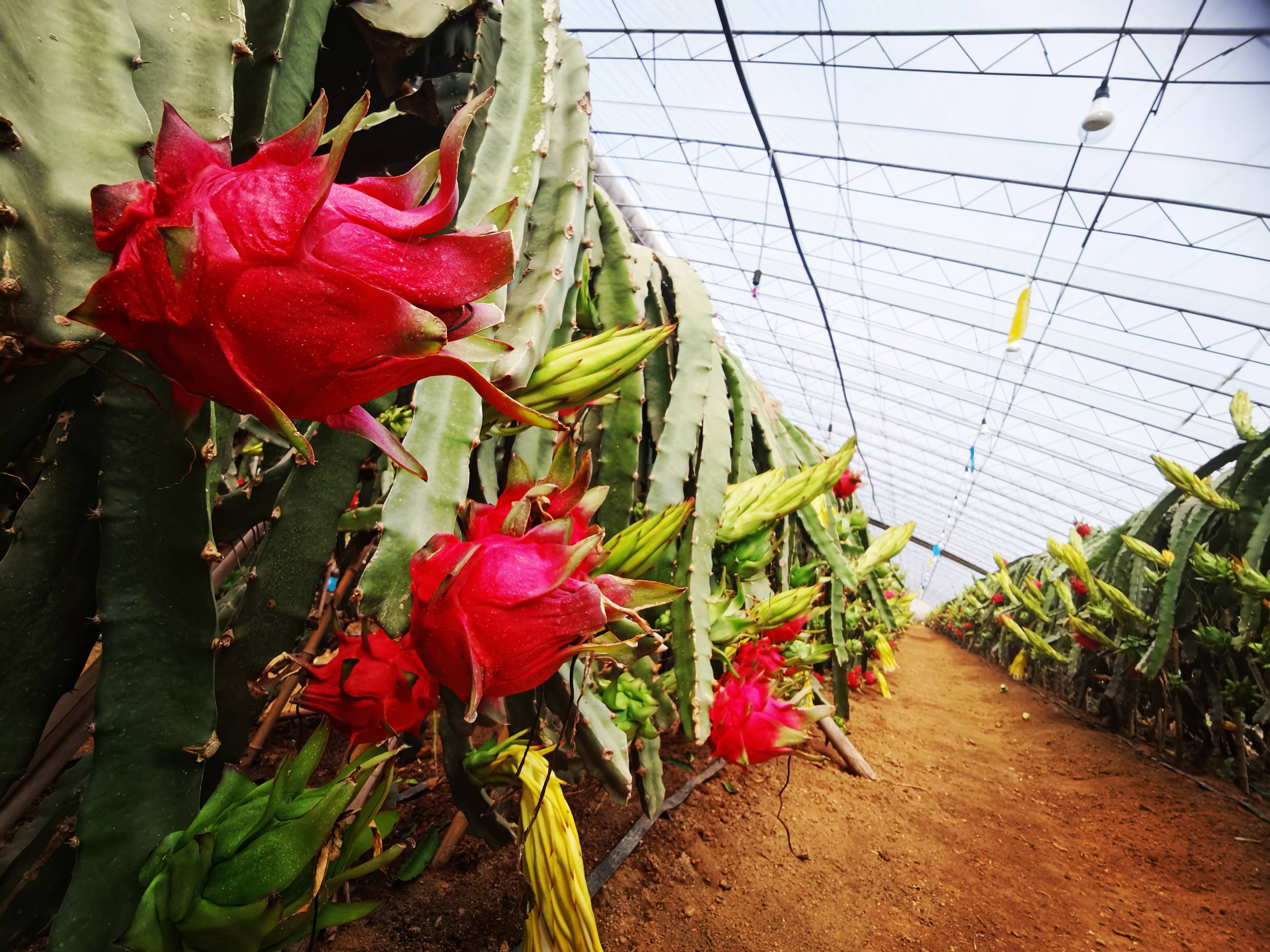 知识产权王森一行到"水果西施"的小姐姐老纪鸿源家庭农场进行实地考察