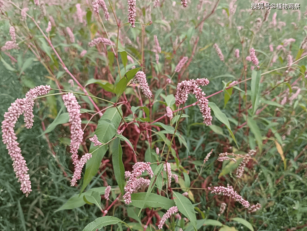 这植物比辣椒还辣,俗称"辣蓼草",可作酒曲,可醉鱼,遇到别错过!