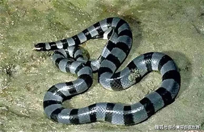 广东最多的十种毒蛇!看看你认识几种