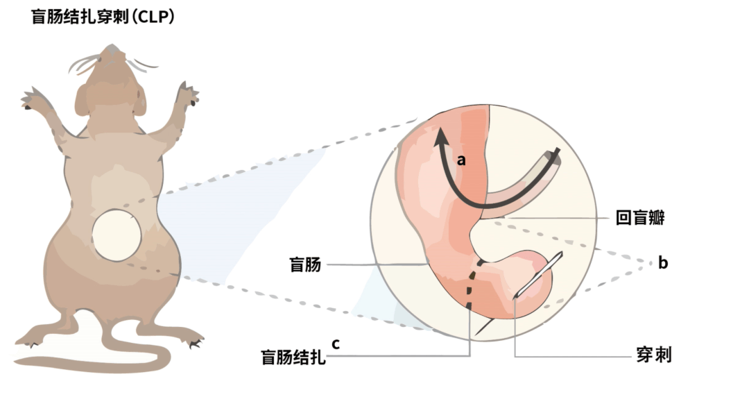 结扎证明样本图片图片