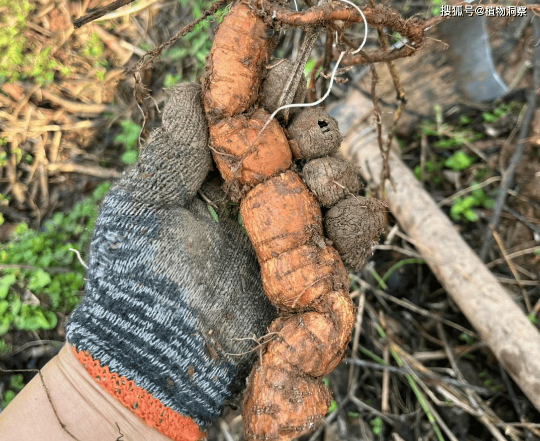 隔山消是攀援草质藤本,茎喜欢缠绕在其它植物身上生长,它的茎圆柱形