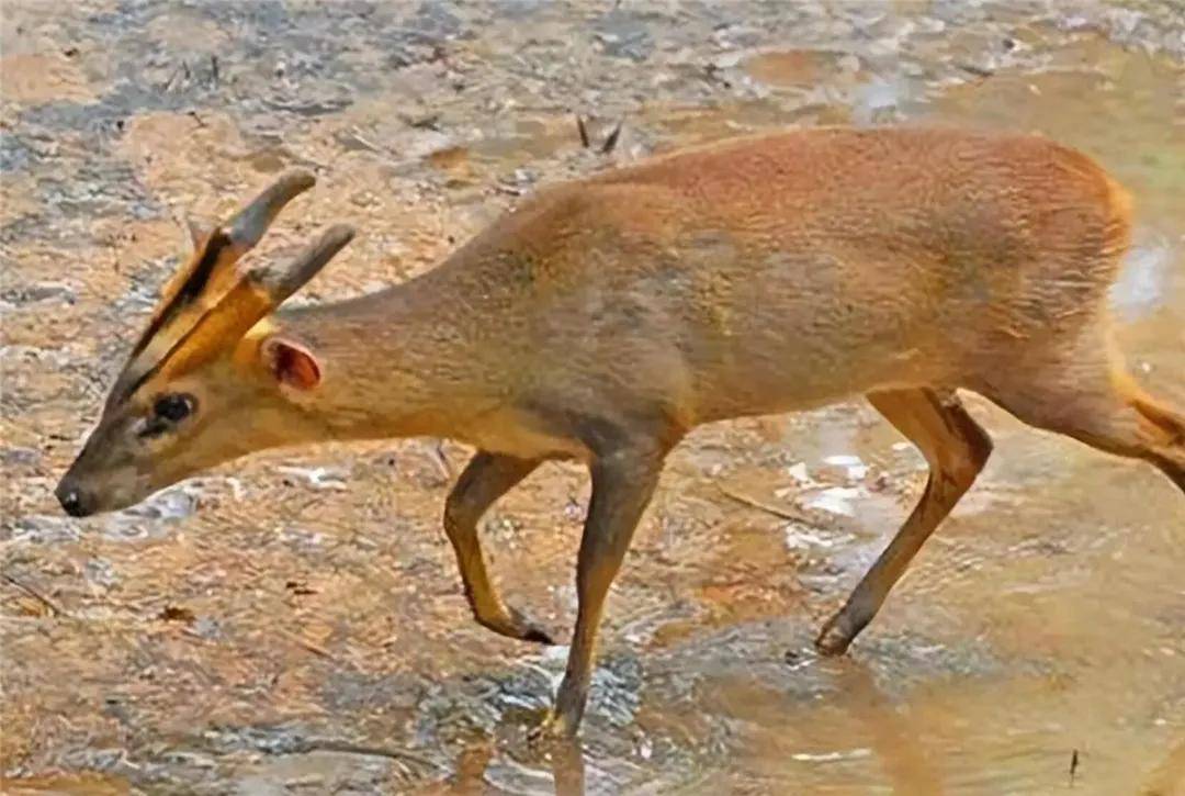 一出生就遭抛弃!杭州这只黄麂,放归1年后回来看望救命恩人