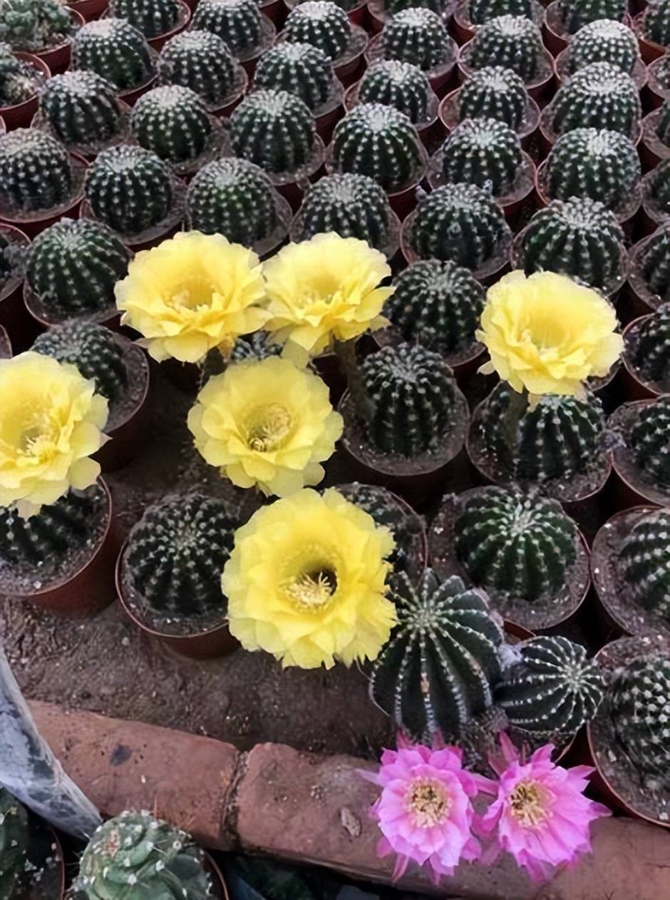 分享一款金黄色的仙人球,花色鲜艳爱开花,皮实好养不生病