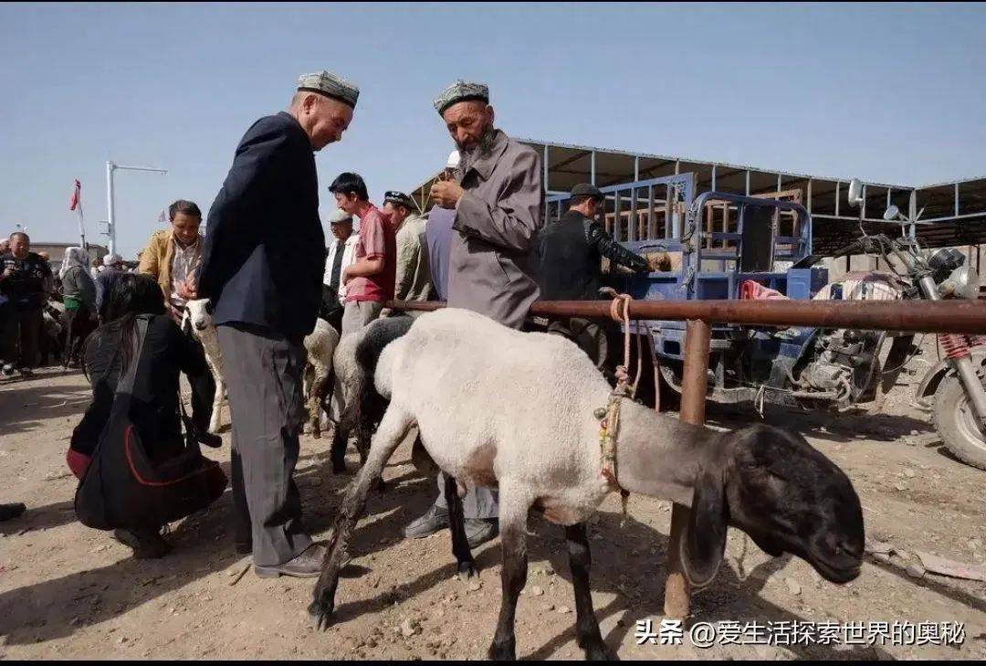 新疆贵族羊身价曝光