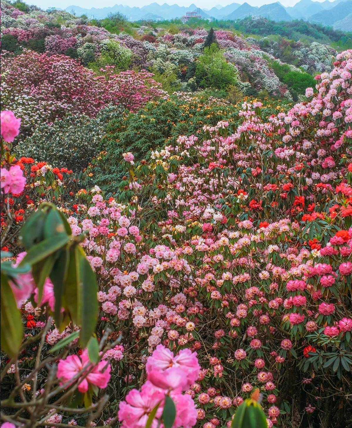 贵州毕节避暑好房—恒邦百里春风—赏花 避暑 温泉 自住 名宿