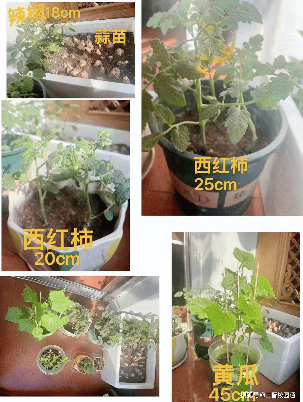 植此青绿 拥抱暑期