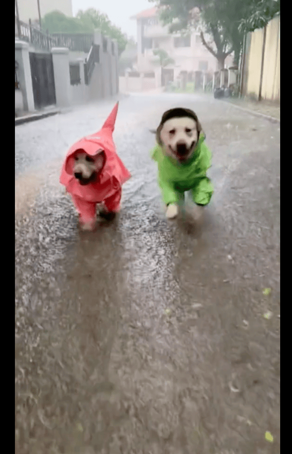 真的爱狗呀 下暴雨了主人让三只狗穿上雨衣 陪它们在水地里玩耍