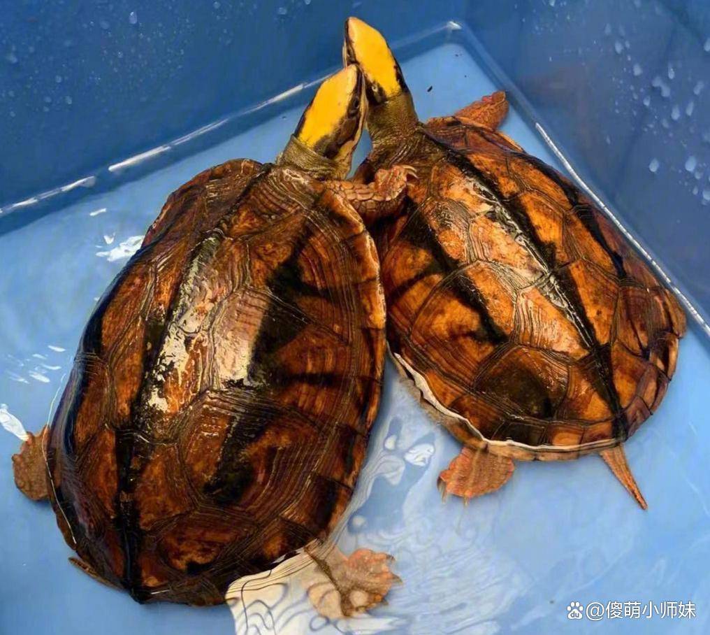 智商爆表！揭秘十大最聪明的龟类，快来看看你家龟龟上榜没？_搜狐网