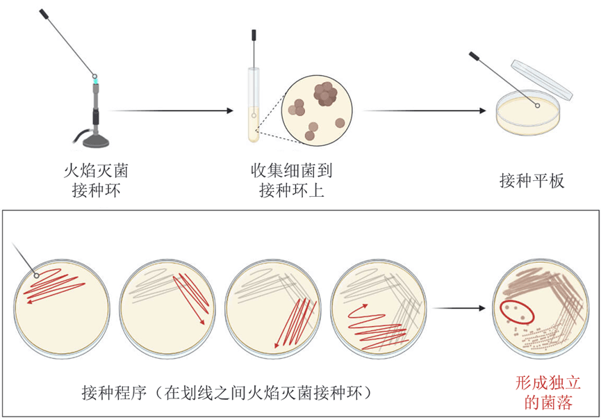 接种环平板划线法图片