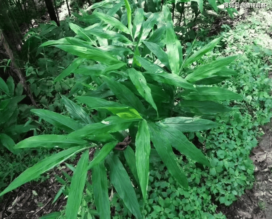 阳荷根茎的药用价值图片